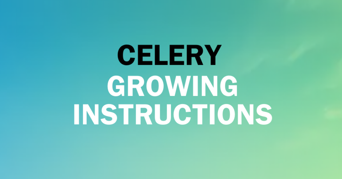 Growing Instructions for Celery